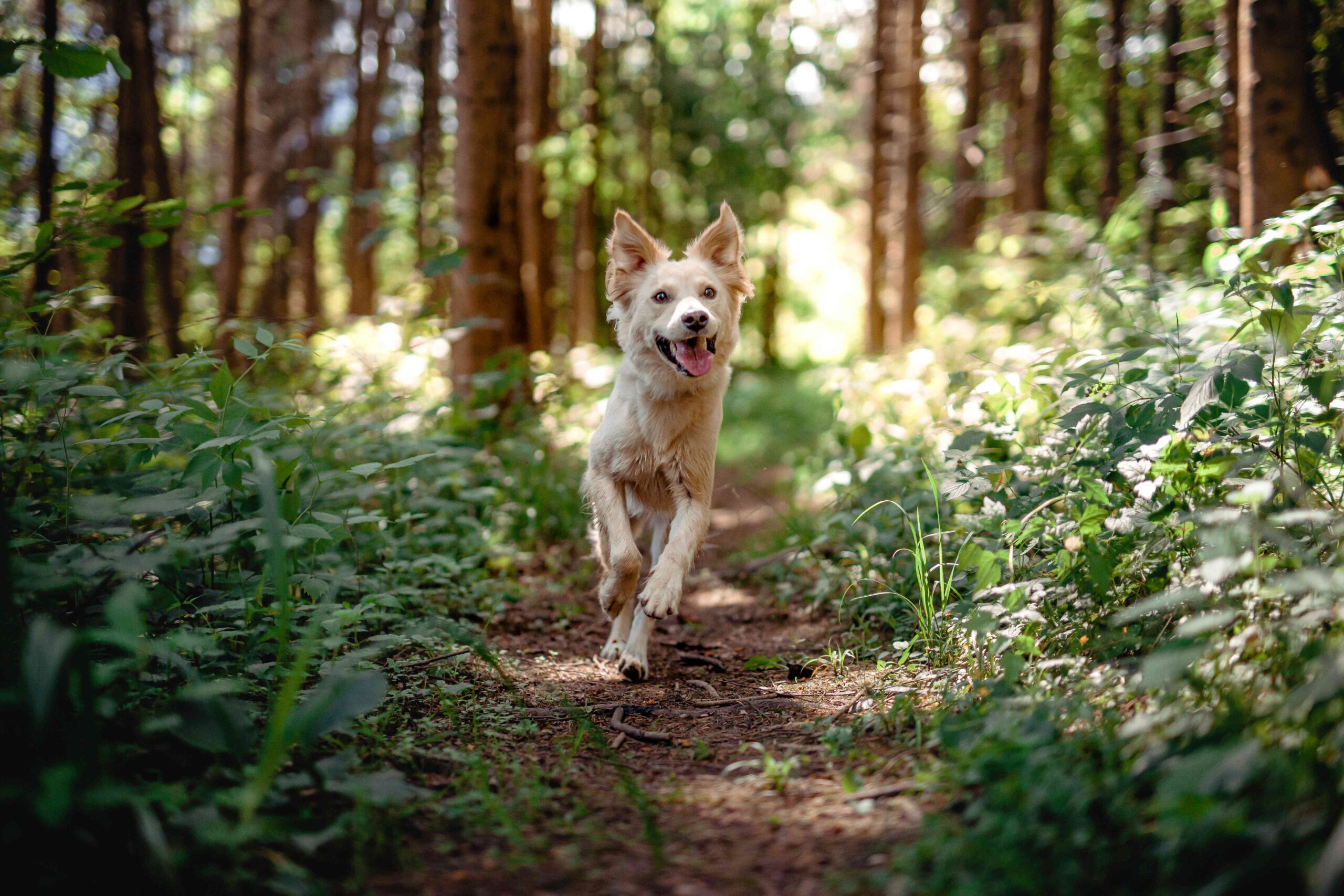 hund in der natur