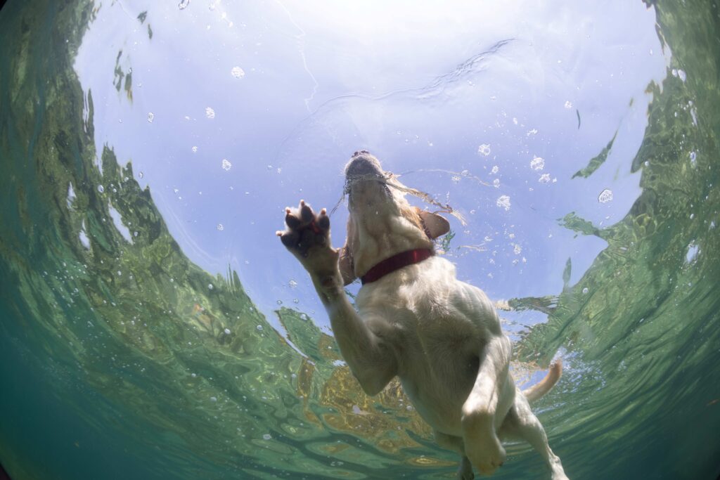 weißer labrador schwimmt im wasser